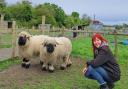 Manager Sara-Jane Hancock with the Valais Blacknose sheep.
