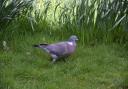 Have you noticed an influx of pigeons taking over your garden recently?