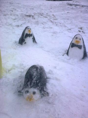 Black tie: snow penguins suited and booted