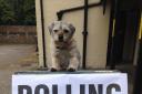 Dogs at polling stations - Dusty the border terrier in Salisbury