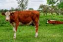 The National Farmers Union has issued advice on coming across cattle in the countryside.
