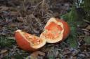 Do not discard pumpkins into woodland