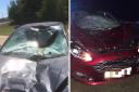 Images show cars smashed after hitting animals