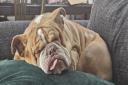 Bulldog Venus likes a snooze at home in Southampton and always knows when a cuddle is needed!
