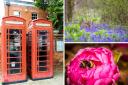 Basingstoke Gazette Camera Club members snap brilliant April colours