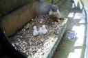 The third chick of four peregrine eggs at Salisbury Cathedral hatched on the morning of Tuesday, April 30.