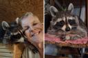 Mishka the raccoon lives in Fawley with Gillian and Graham Waters