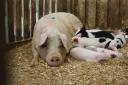 Pig farms on alert over PEDv