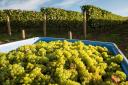Chardonnay grape harvesting in Tasmania