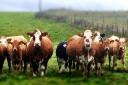 More cows slaughtered due to bTB in Devon and Cornwall than since records began.