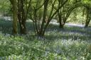 The bluebell wood on the Martin-Cranborne back road.