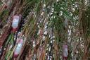 Ecover bamboo at the RHS Hampton Court Flower Show. DC1803P52