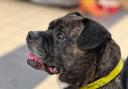 Can you rehome this adorable Staffy cross Pug which has spent over 270 days in care?
