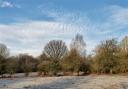 The New Forest in the frost