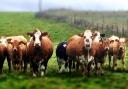 More cows slaughtered due to bTB in Devon and Cornwall than since records began.