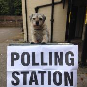 Dogs at polling stations - Dusty the border terrier in Salisbury