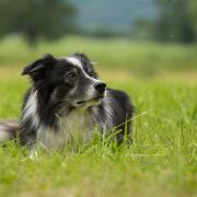 A Border Collie. Picture: Pixabay