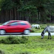 Seven animals have died in less than a week on New Forest roads.