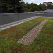 New green roof at Wiltshire Council's Bourne Hill offices.