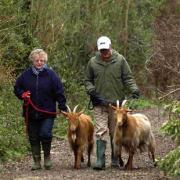 Goat walkers David and Mary Law with Sophie and Seeka at River Bourne Community Farm. DB8856P04