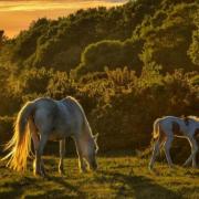 Petting ponies and lighting fires banned in New Forest