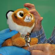 Members of Salisbury District Hospital's children's health team perform a check-up on a stuffed tiger.