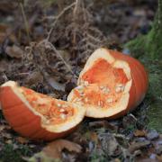 Do not discard pumpkins into woodland