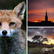 Our five favourite photos from the Salisbury Journal Camera Club this week