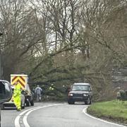 A fallen tree is blocking the A338.