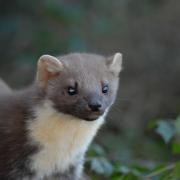 Forestry England has announced the successful return of the pine marten to all parts of the New Forest.