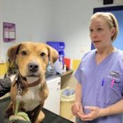 The local branches are part of the RSPCA family but are funded independently and rely on public
