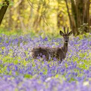 Top 5 best bluebell woods near Salisbury for a beautiful country walk