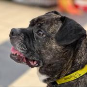Can you rehome this adorable Staffy cross Pug which has spent over 270 days in care?
