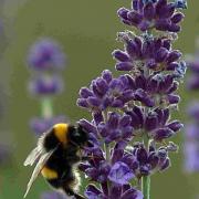 A bee nectaring on lavender. Picture Roger Elliott.