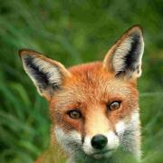 Countryside foxes are ‘slinky, gorgeous ghosts’ – unlike the bigger, stronger, ‘taking over the world’ foxes of London, says Marcia