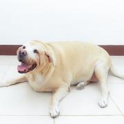 fat labrador dog on the floor, 8 years old..
