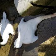 Swans shot near Town Path Salisbury