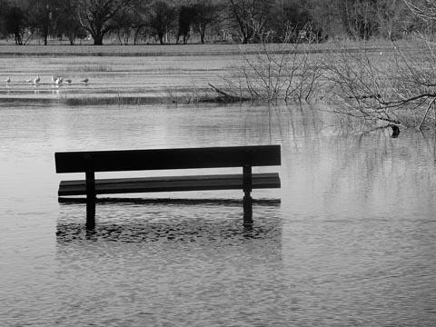 A flooded bench in Queen Elizabeth Gardens. Taken by Nelly Sanchez.