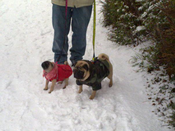 Alex Boyd's pugs are all geared up for the white stuff.