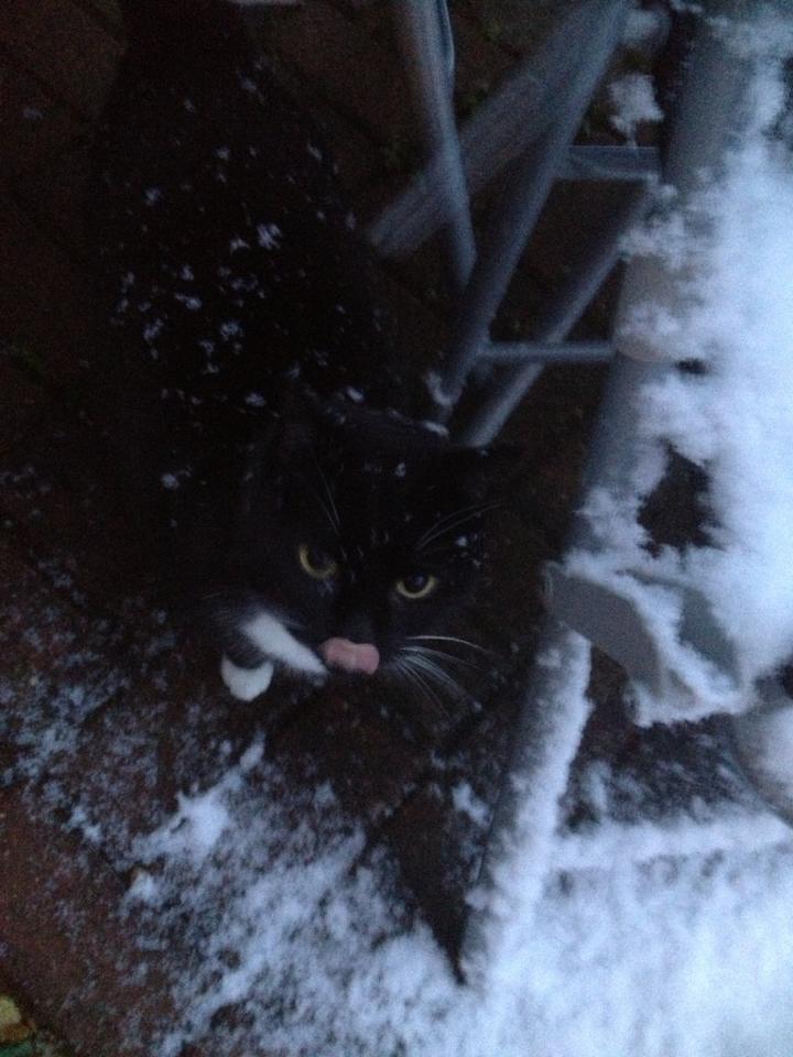 Sally Stacey's cat Annie is enjoying eating the snowflakes.
