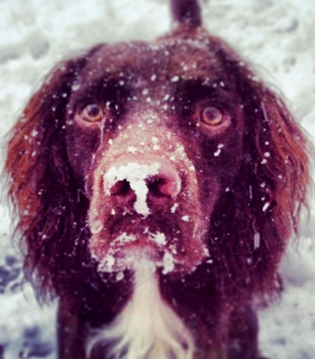 Janis Terry's dog Archie didn't look too impressed with his first snow experience.