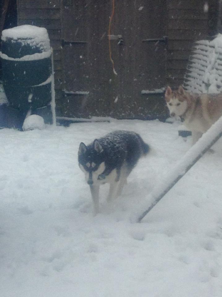 Kayleigh Williams sent in a picture of her huskies Sascha and Samson enjoying the snow.