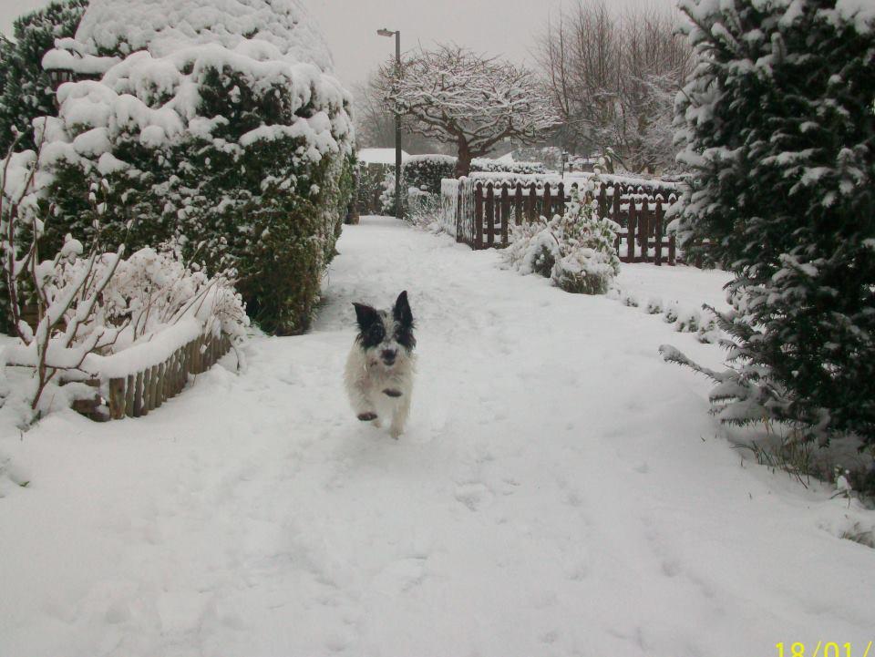 Tracy Gulliver's dog was loving a run through the snow this morning.