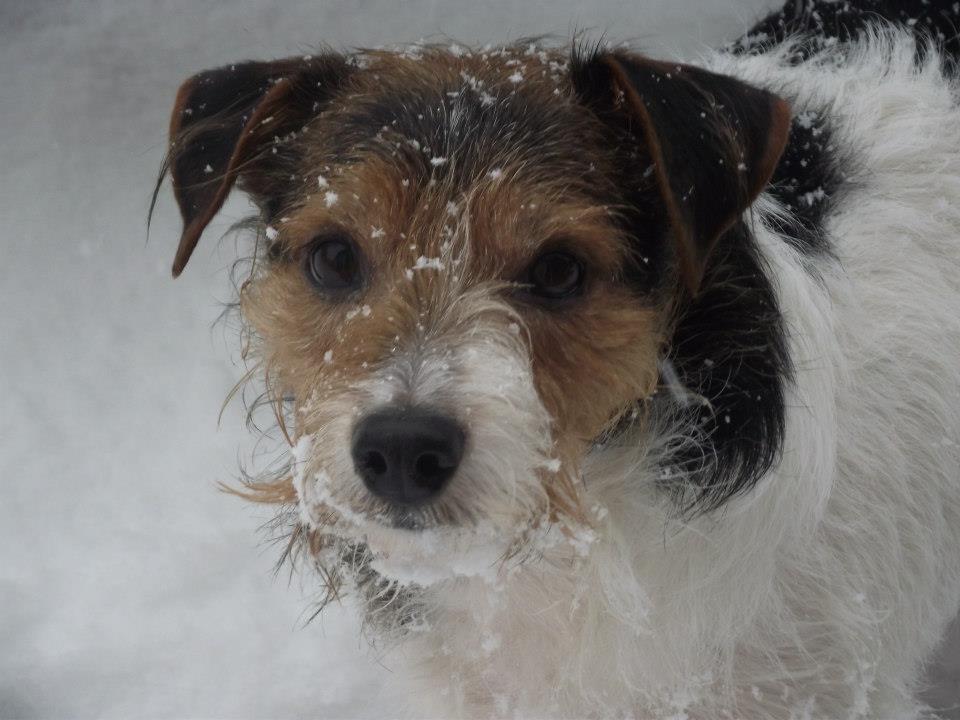 Bev Barwick sent us this picture of her dog braving the cold.