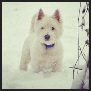 Winni the Westie is enjoying playing in the snow. Picture by Geraldine McShane-Hardy.