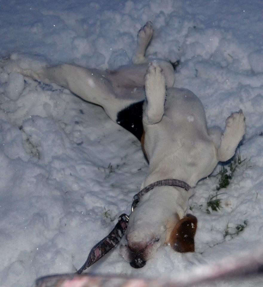 Helen Smith says even dogs like making snow angels!