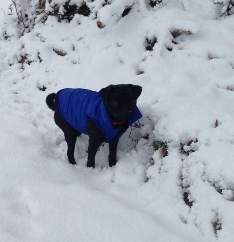 Bella the pug enjoying the snow in Burcombe. By Hannah Adamec.