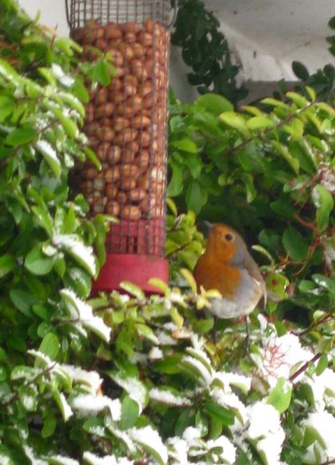 Virginia Jones sent us a picture of a robin finding some food.