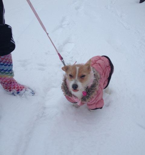 Charlie Taylor sent this picture of Miley braving the snow for the first time.