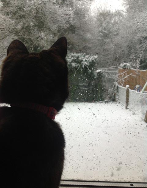 Dan and Jo Fox sent us a picture of their cat Poppy sulking that she can't go out and play in the snow.